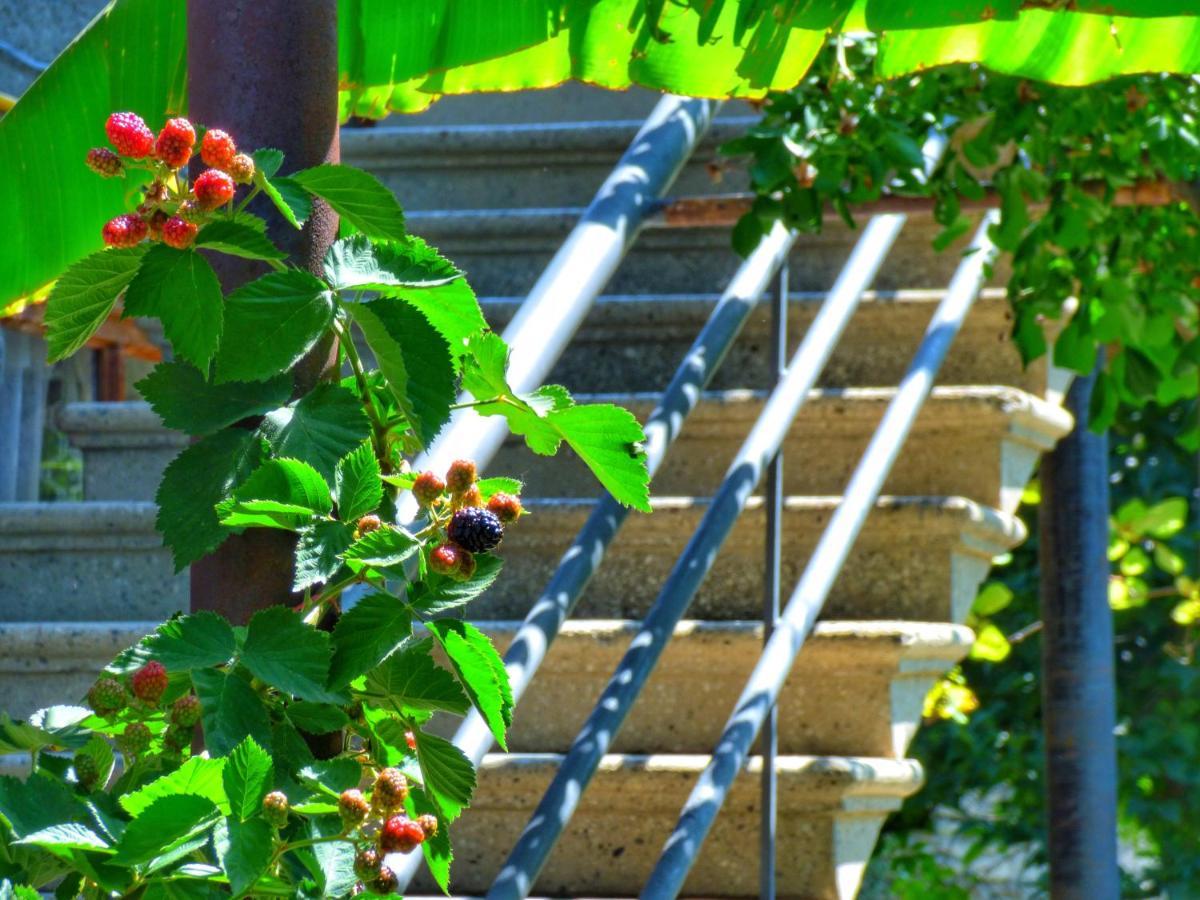 Veli Guest House • Საოჯახო Სასტუმრო Ველი Zemo Alvani Zewnętrze zdjęcie
